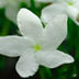 Jasmine Health Benefits