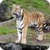 Tiger Trail -SanDiego