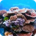 Grand Cayman Reef