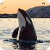 Killer Whale Facts | Orca Fact