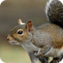 NC Mammal: Squirrel