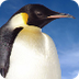 Penguin Facts for Kids