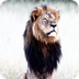 Bringing Justice for Cecil the