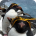 Macaroni Penguins Video