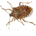 Stinkbugs - Facts About