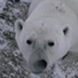 Live Polar Bear Cam - Hudson B