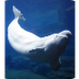 Beluga Whale