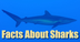 Facts About Sharks For Kids: I