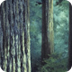 National Parks Virtual Tours 