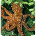  Tree Octopus