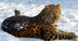 Amur Leopard (Panthera pardus 