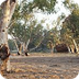 Desert Rivers - Australi