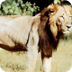 Tigerhomes - ASIATIC LIONS - P