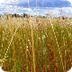 Grassland biomes Plants