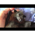 Orphaned baby bat eats fruit