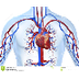 Sistema cardiovascular - Video