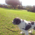 Dog Walking And Pet Sitting Se
