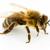 NATGEO Honeybee
