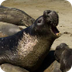 Elephant Seal